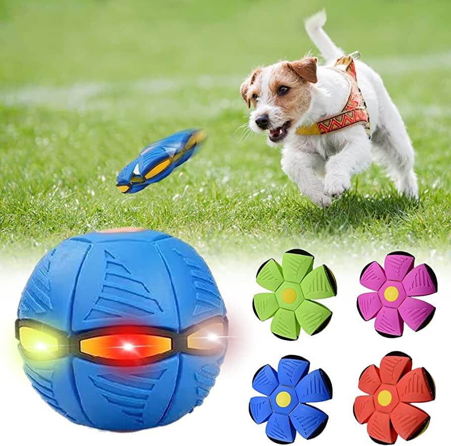 Dog playing with a colorful frisbee and interactive ball in a grassy field, showcasing fun outdoor pet activities.