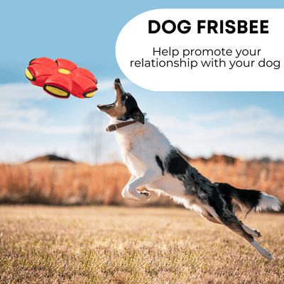 Active dog jumping to catch a colorful frisbee outside, promoting fun playtime with the Dog Frisbee.