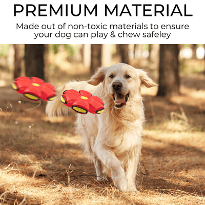 Happy dog playing with a colorful dog frisbee made from premium non-toxic materials for safe chewing and play.